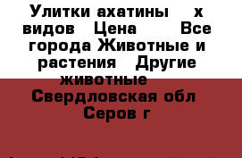 Улитки ахатины  2-х видов › Цена ­ 0 - Все города Животные и растения » Другие животные   . Свердловская обл.,Серов г.
